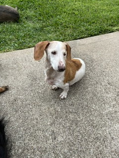 Baxter, an adoptable Dachshund in Humble, TX