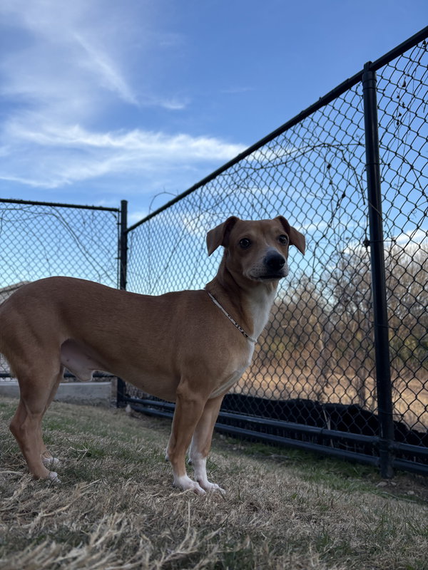 Mojo