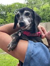 Daisy Duke