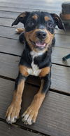 Gidget