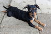Gidget