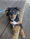Gidget