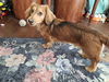 Scout