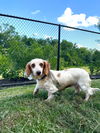 Daisy