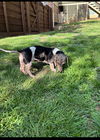 Rosie
