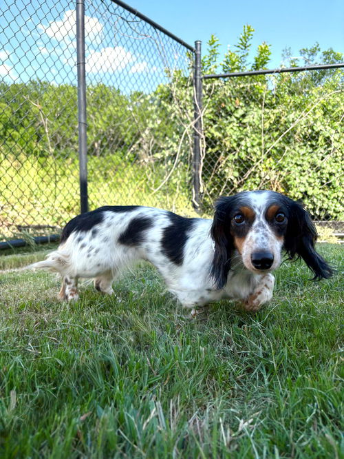 Dixie