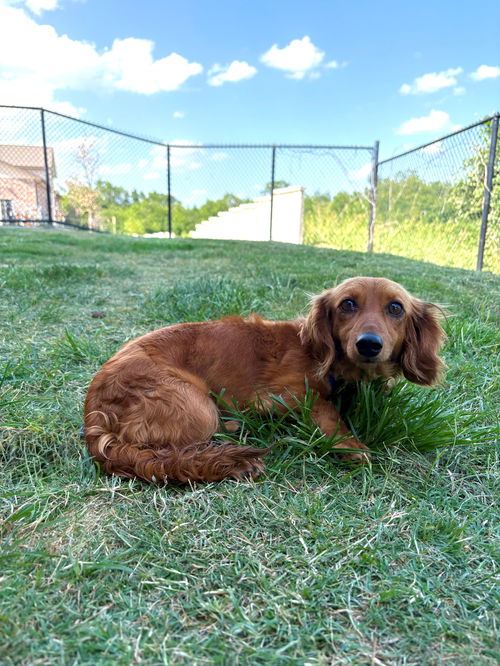 Reba