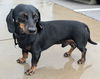 Wilbur