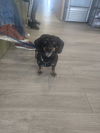 Wilbur