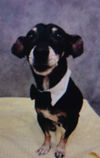 adoptable Dog in  named Cade
