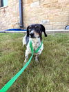 adoptable Dog in  named Odie