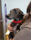 adoptable Dog in humble, TX named Diamond Sparkle