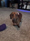Slinky