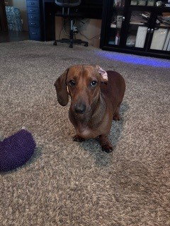 Slinky