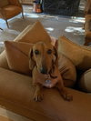 Macy