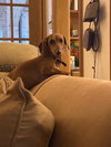 Macy