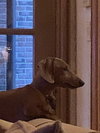 Macy
