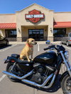 Harley