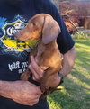 Ziggy