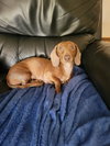 Ziggy