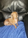 Ziggy