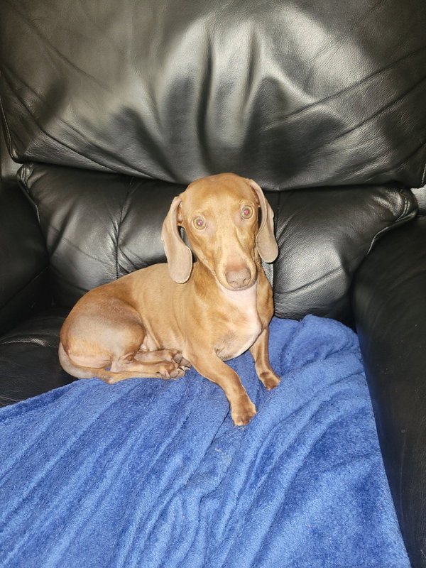 Ziggy