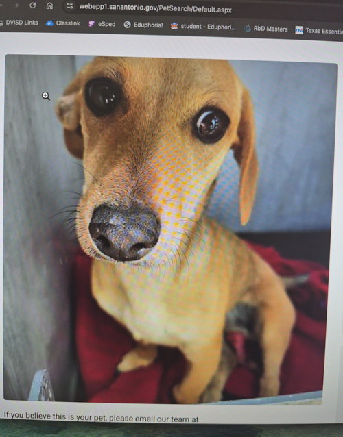 Peanut