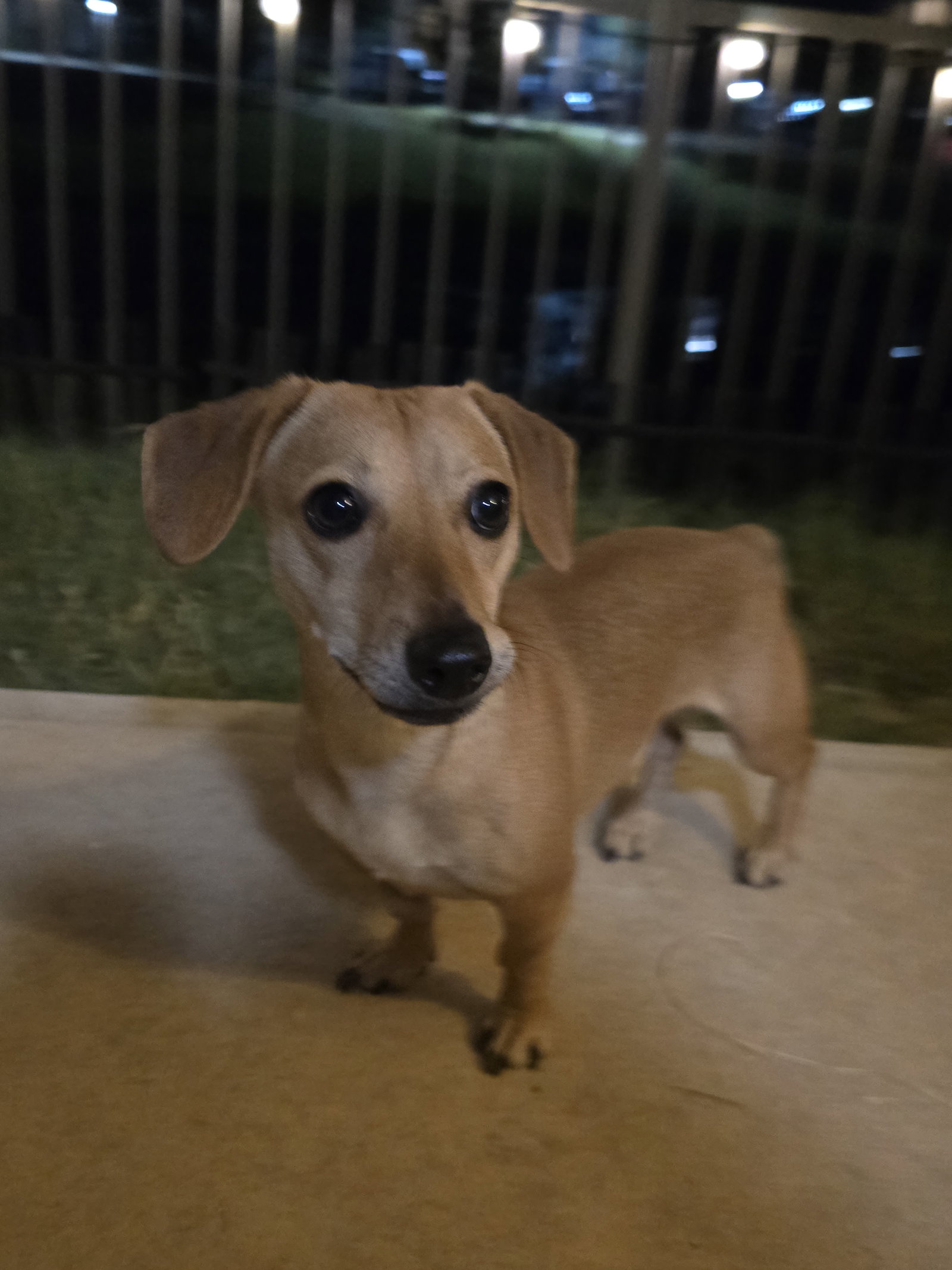 Peanut