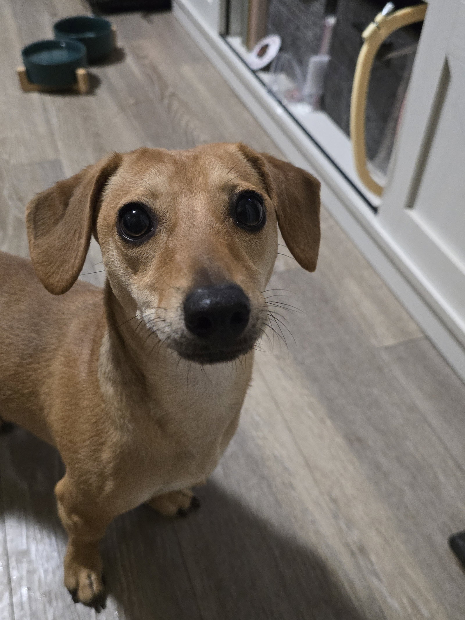 Peanut, photo 2