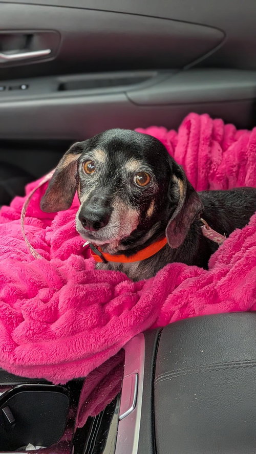 Sir William, an adoptable Dachshund in Humble, TX