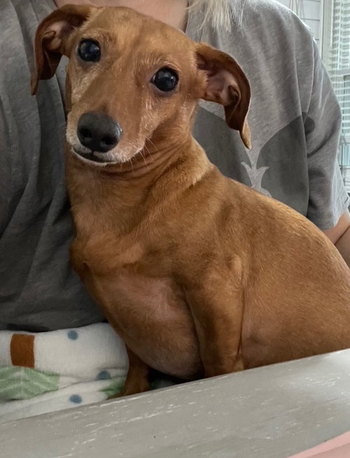 Dixie, an adoptable Dachshund in Humble, TX