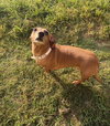 Dixie