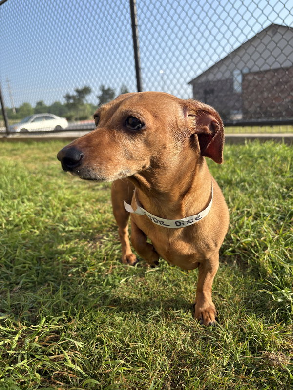 Dixie