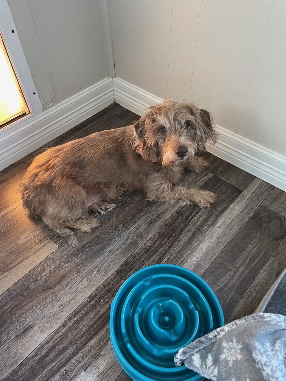 Diggie
