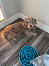 Diggie