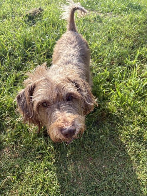 Diggie photo 2