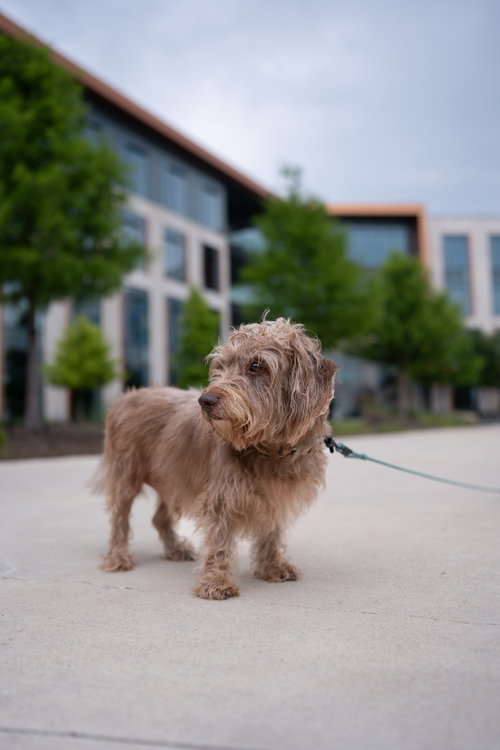 Diggie photo 4