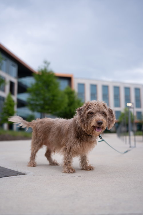 Diggie photo 5