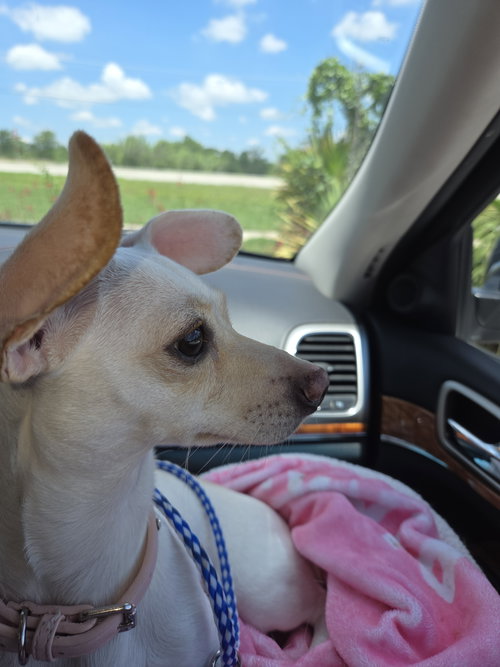 Lexie, an adoptable Dachshund in Humble, TX