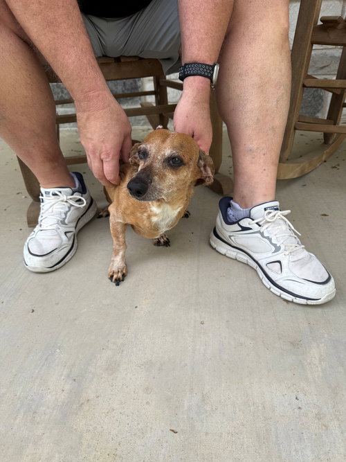 Mr. T, an adoptable Dachshund in Humble, TX