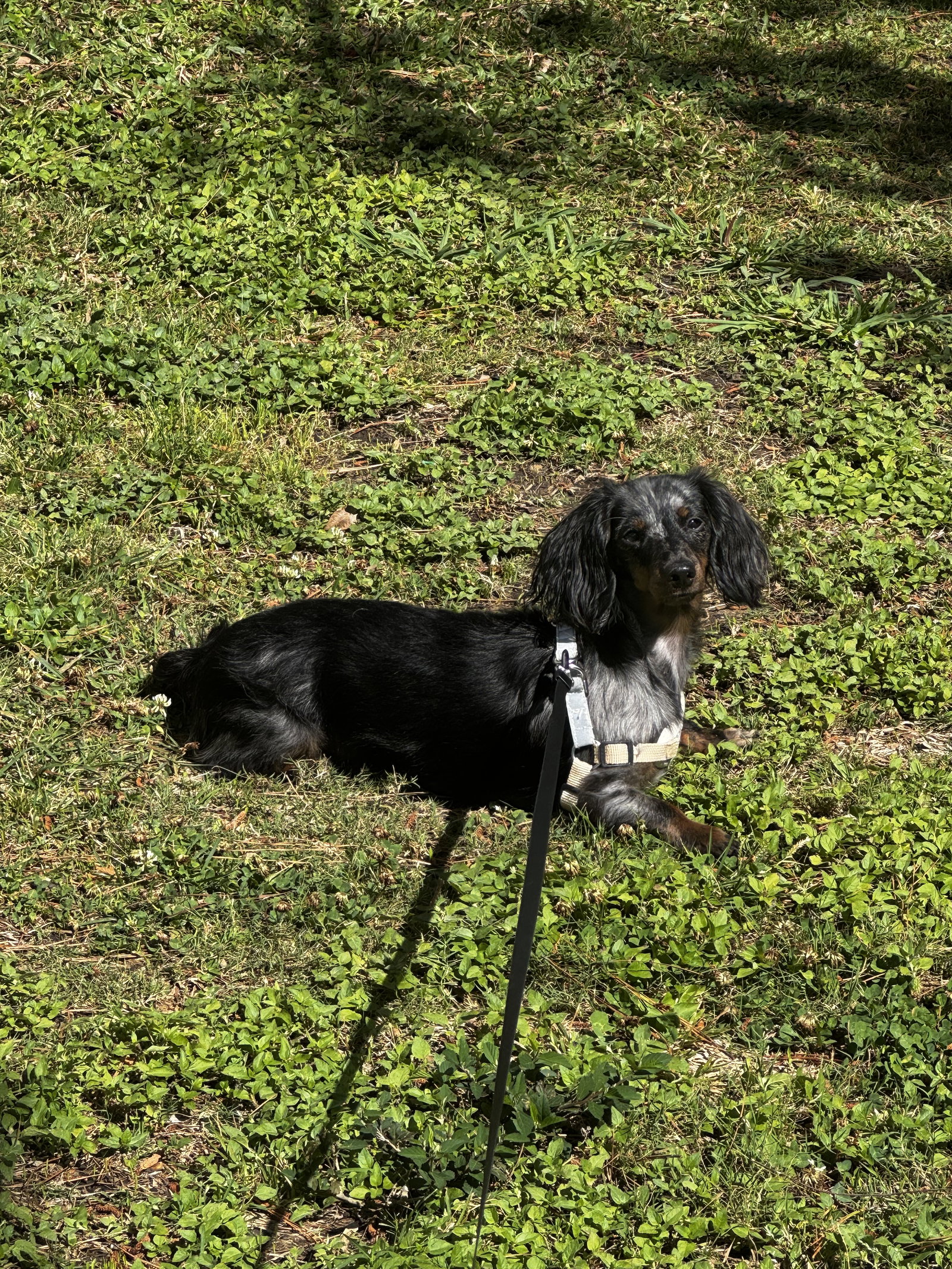 Winston