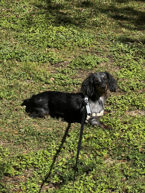 Winston