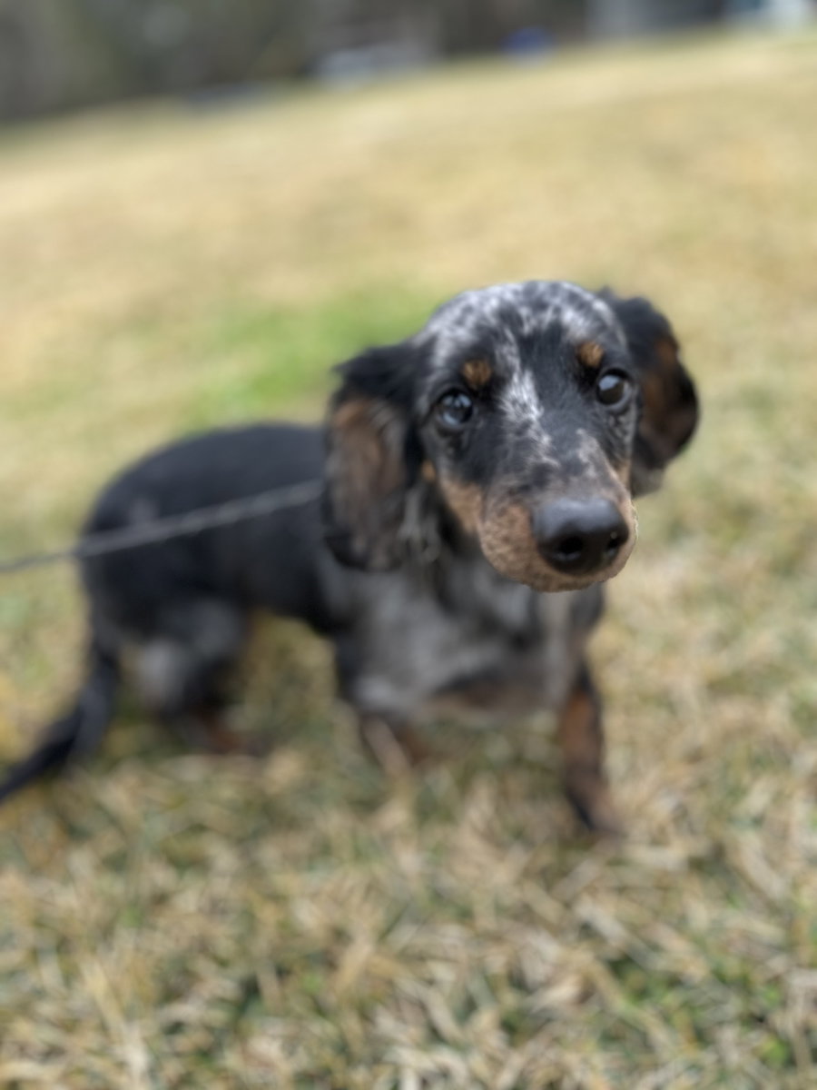 Winston