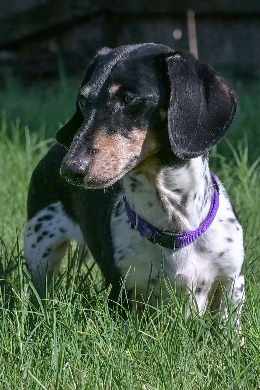 Jabba, Dachshund
