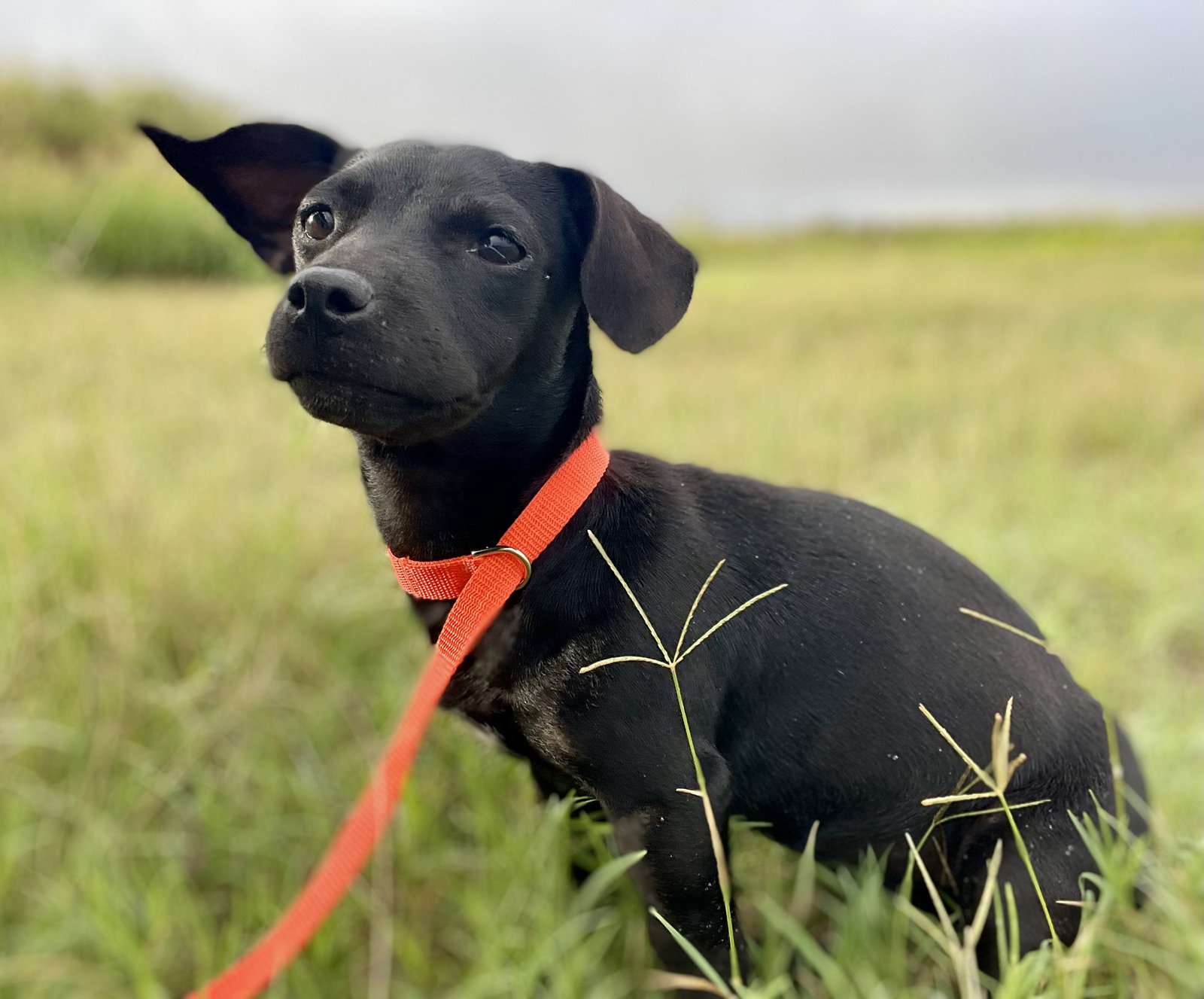 Matilda, Dachshund