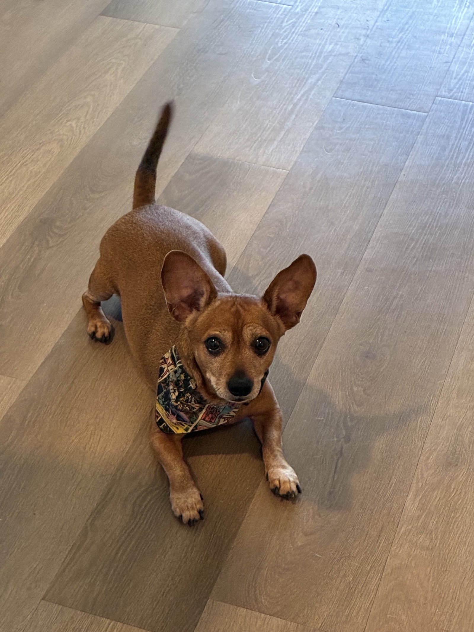 YoYo, Dachshund