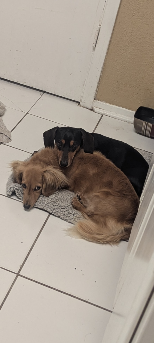 Oscar, a dog for adoption from Central Texas Dachshund Rescue