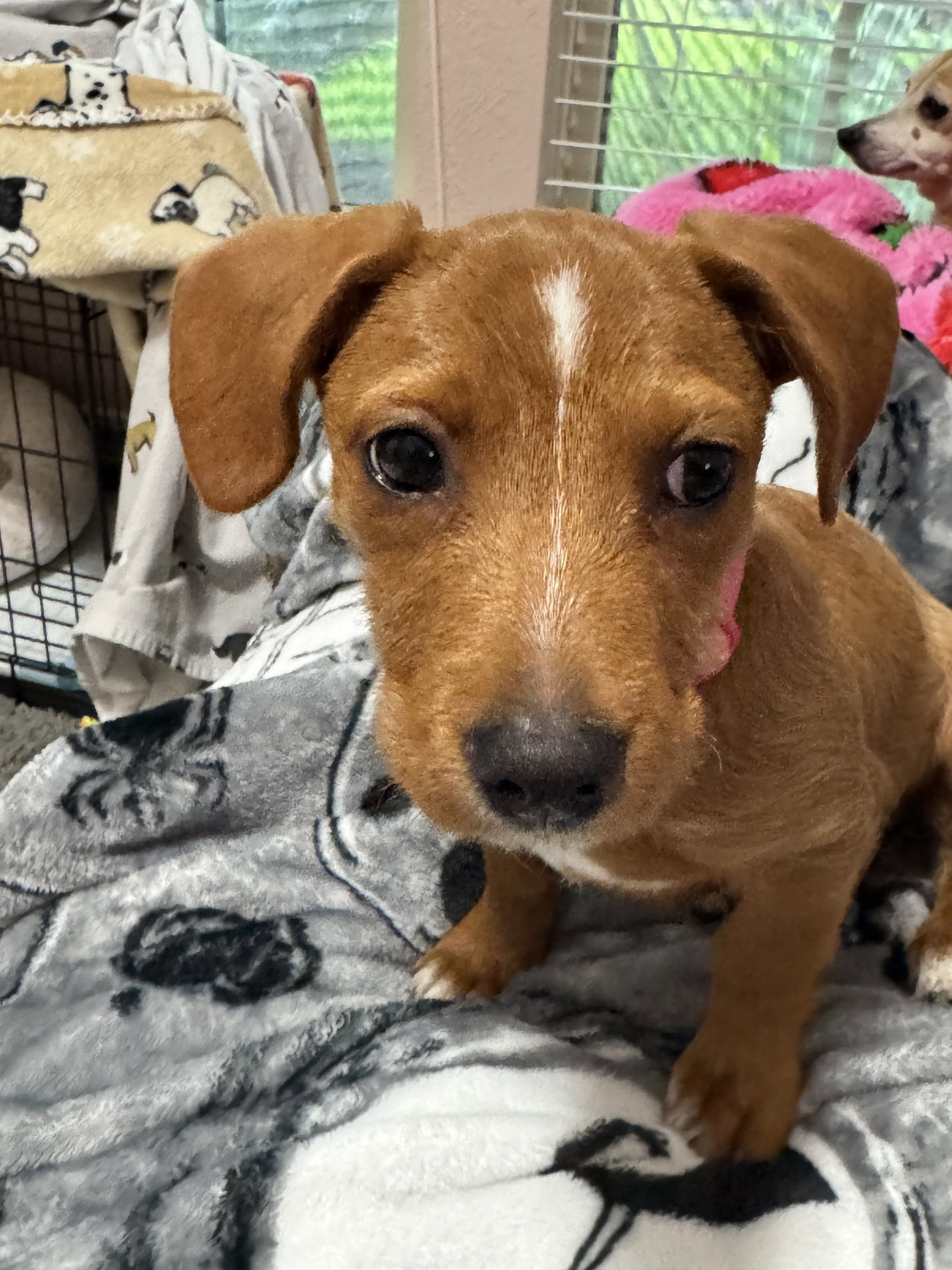 Lucy, Dachshund