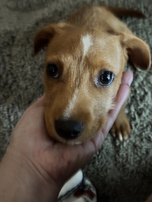 Photo 2 of Lucy