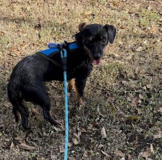 Stick, a dog for adoption from Central Texas Dachshund Rescue
